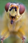Ritratto di scatophaga stercoraria Ritratto di scatophaga stercoraria