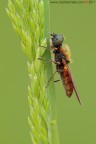 Chloromyia formosa (Stratiomyidae) Chloromyia formosa (Stratiomyidae)