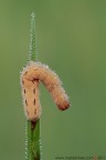 Noctua pronuba (Noctuidae) Noctua pronuba (Noctuidae)