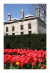 Tulipani ad Istanbul Tulipani ad Istanbul