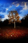 Autunno Autunno