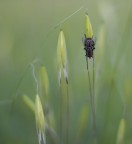 Mosca Mosca