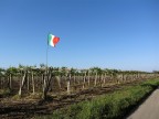vinitaly vinitaly