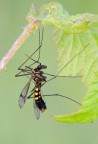 tipula nera tipula nera