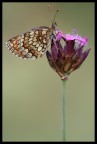 Farfallina Farfallina