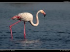 Camargue # 2 Camargue # 2