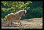 il pony e la regola dei terzi