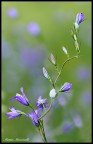Fiori Fiori
