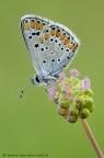Lycaenidae Aricia agestis Lycaenidae Aricia agestis