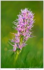 Dati di scatto: 90mm, f4,5, 1/400, ISO 400, mano libera, treppeidi mini

HR: http://s6.imagestime.com/out.php/i554293_HR.jpg

Altra orchidea fotografata sui Monti Sicani AG

Spero sia di vostro gradimento!!
un saluto
Francesco

Aggiunta nuova galleria "macro7" su www.istintifotografici.it