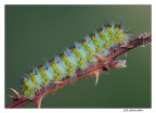 Bruco Saturnia Pavoniella Bruco Saturnia Pavoniella