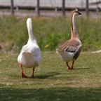 200m - 80-200 2.8 bighiera
iso 160 - f5.6 - 1/750