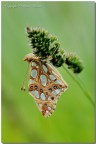 Issoria Lathonia Issoria Lathonia