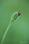 La bellezza si fa rossa.... La bellezza si fa rossa....
