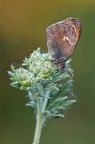 Coenonympha pamphilus