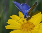 Polyommatus Icarus Polyommatus Icarus