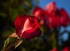 Primavera Primavera