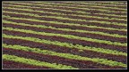 Il Campo Difronte Il Campo Difronte