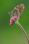 Melitaea phoebe Melitaea phoebe