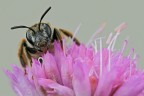 Andrena florea Andrena florea