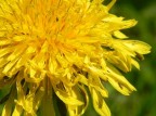 fiore fiore