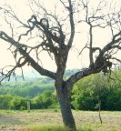un albero misterioso che rinasce solo a San giovanni