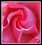 rosa rosa