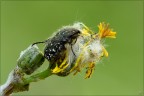 Oxythyrea funesta Oxythyrea funesta