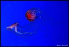 Meduse Meduse