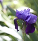 Dati scatto
Canon 40D
Canon 70-200/4@118
1/125 sec
f5

Versione meno compressa e pi� grande
http://img842.imageshack.us/img842/3132/fiorel.jpg