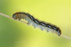 Malacosoma neustria Malacosoma neustria