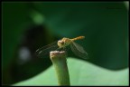 DSCF7241 DSCF7241
