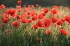 Papaveri alla'alba... Papaveri alla'alba...