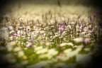 ............primavera............ ............primavera............