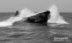 Lupo di mare Lupo di mare