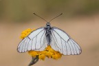 Aporia infradiciata Aporia infradiciata