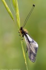 Libelloides coccajus Libelloides coccajus