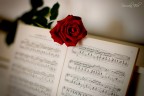 Rose and sheet... Rose and sheet...