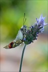 sfarfallamento di Aporia crataegi sfarfallamento di Aporia crataegi