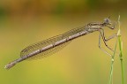 Platycnemis pennipes (femmina immatura) Platycnemis pennipes (femmina immatura)