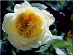 "the pilgrim", David Austin rose "the pilgrim", David Austin rose
