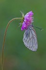 aporia aporia