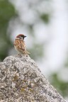 Passero Passero