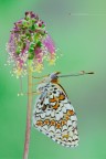 Melitaea phoebe