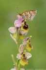 Vanitosa orchidea Vanitosa orchidea
