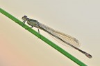 Ischnura elegans