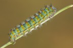 ...bruco di Saturnia Pavonia... ...bruco di Saturnia Pavonia...