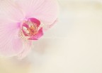 {Delicate} {Delicate}