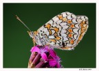 Melitaea Phoebe Melitaea Phoebe