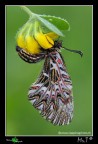 ...Zerynthia cassandra... ...Zerynthia cassandra...
